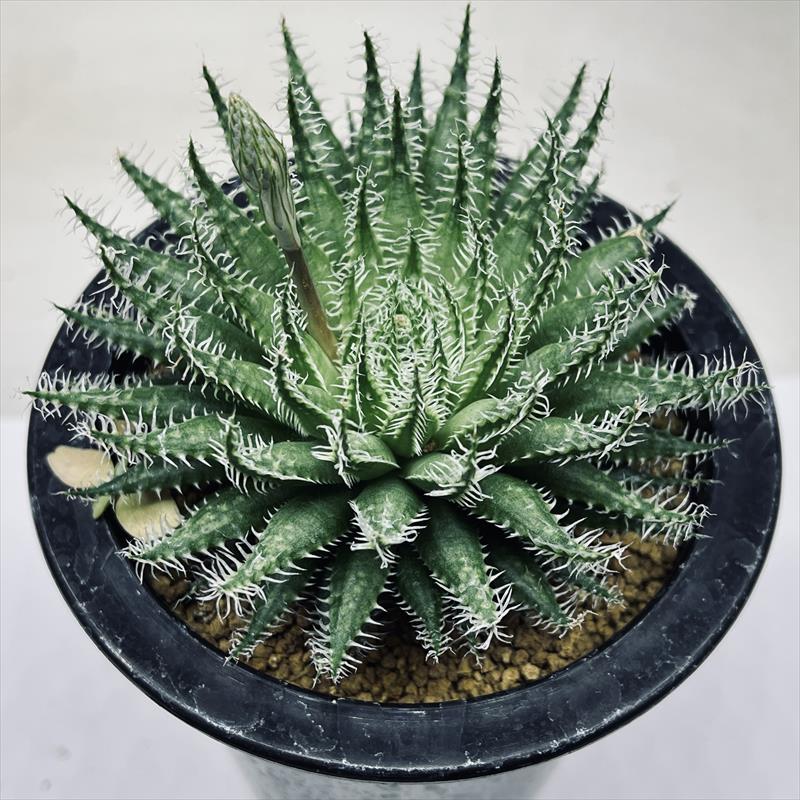 多肉植物：ハオルチア ギガス×強刺ヘルバセア マックス（NGI）*幅