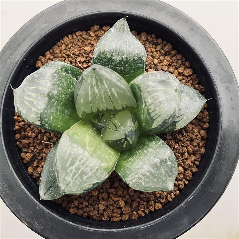 多肉植物：ハオルチア 本間裏窓×裏般若 本間般若（KA2）*幅8cm