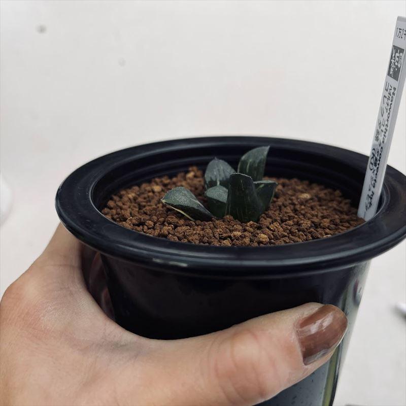多肉植物：ハオルチア コレクタ錦×ジュピター コレクタ錦（KI）*幅4.5