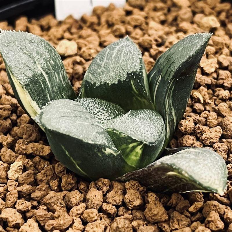 多肉植物：ハオルチア コレクタ錦×ジュピター コレクタ錦（KI）*幅4.5