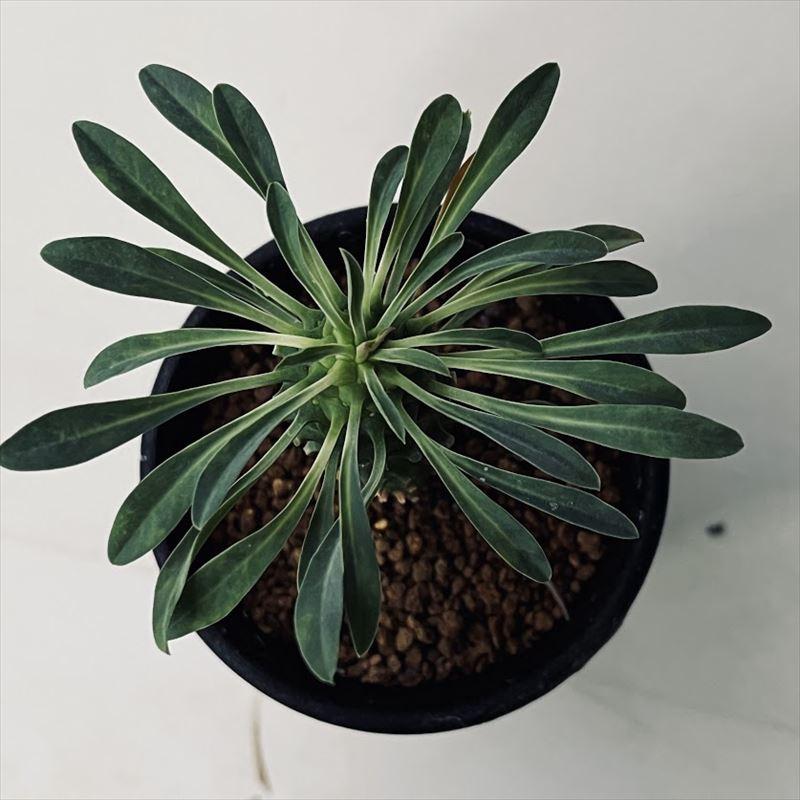 多肉植物：ユーフォルビア 峨眉山鉄甲（がびざんてっこう）*葉幅7cm