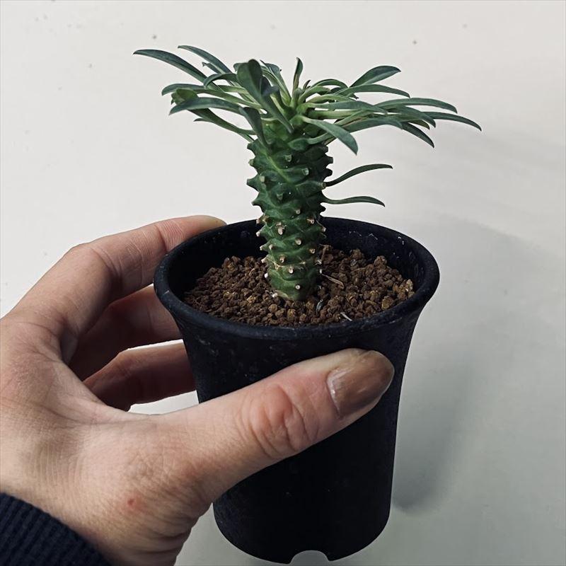多肉植物：ユーフォルビア 峨眉山鉄甲（がびざんてっこう）*葉幅7cm