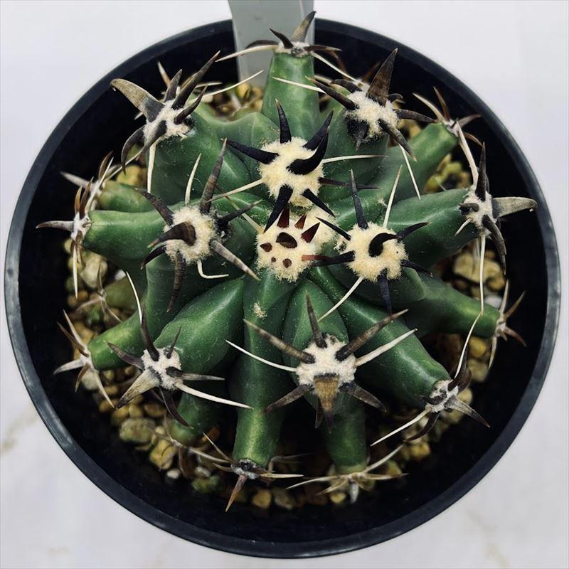 サボテン：フェロカクタス 欧鷲玉 実生*幅7.5cm : 遊恵盆栽 Yahoo!店