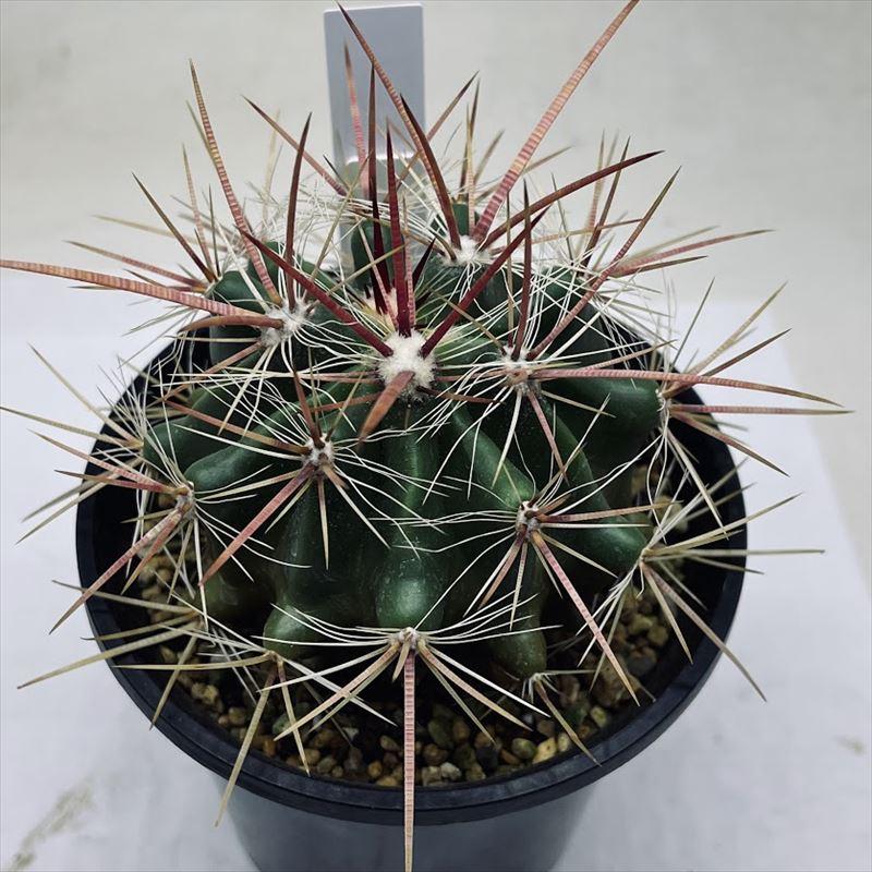 サボテン：フェロカクタス ピロサス 実生*幅8cm : 遊恵盆栽 Yahoo!店