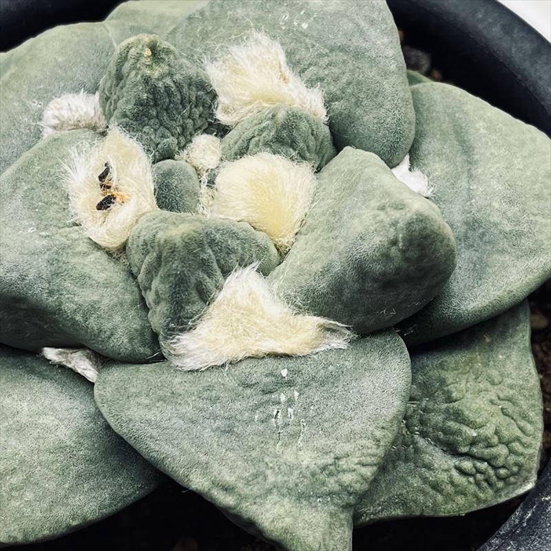 サボテン：アリオカルプス 玉ゴジラ 自根*幅10cm 現品！一品限り