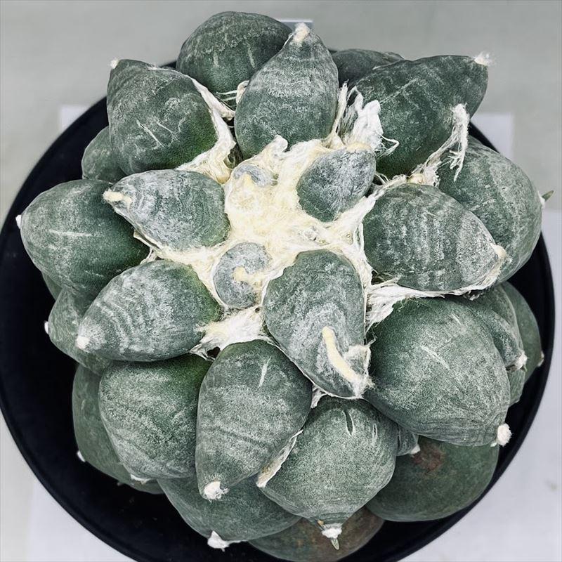 サボテン　アリオカルプス　変疣青磁牡丹　国内繁殖栽培苗　実生　鉢ごと発送 サボテン アリオカルプス 変疣青磁牡丹 国内繁殖栽培苗 実生 鉢