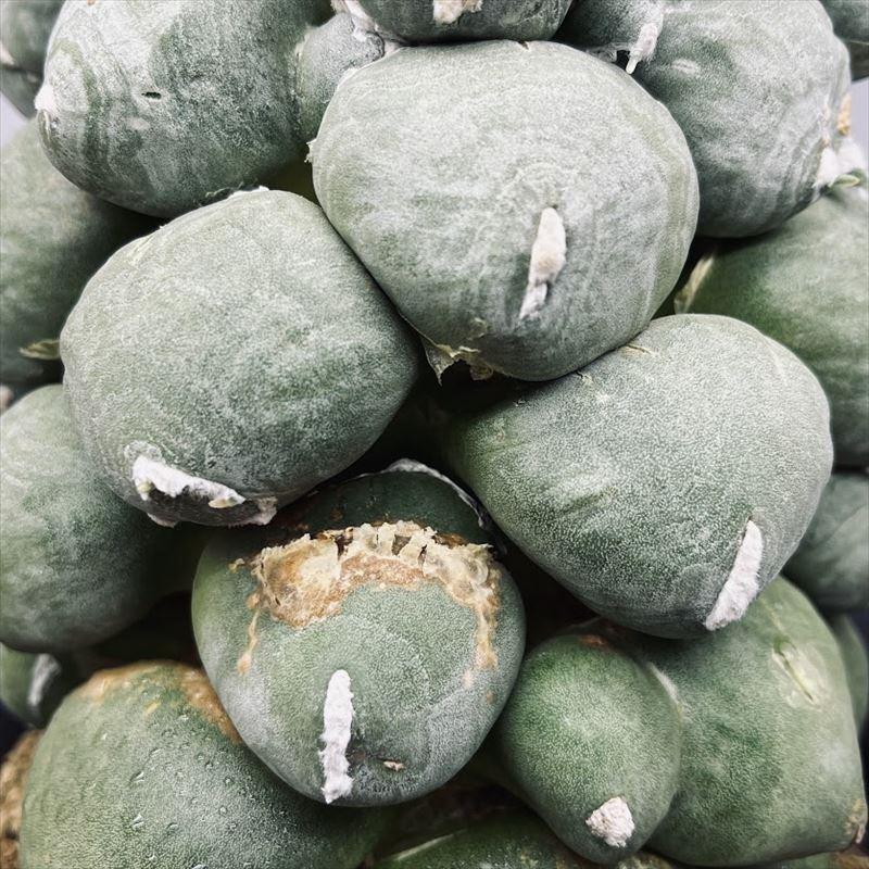 まさまる　アリ植物 珍奇植物図鑑。迫力満点なジャングルの塊茎植物「アリ植物