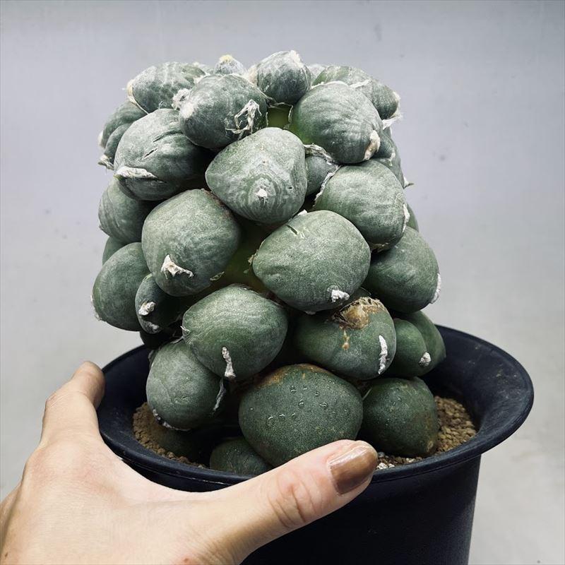 サボテン　アリオカルプス　変疣青磁牡丹　国内繁殖栽培苗　実生　鉢ごと発送 サボテン アリオカルプス 変疣青磁牡丹 国内繁殖栽培苗 実生 鉢