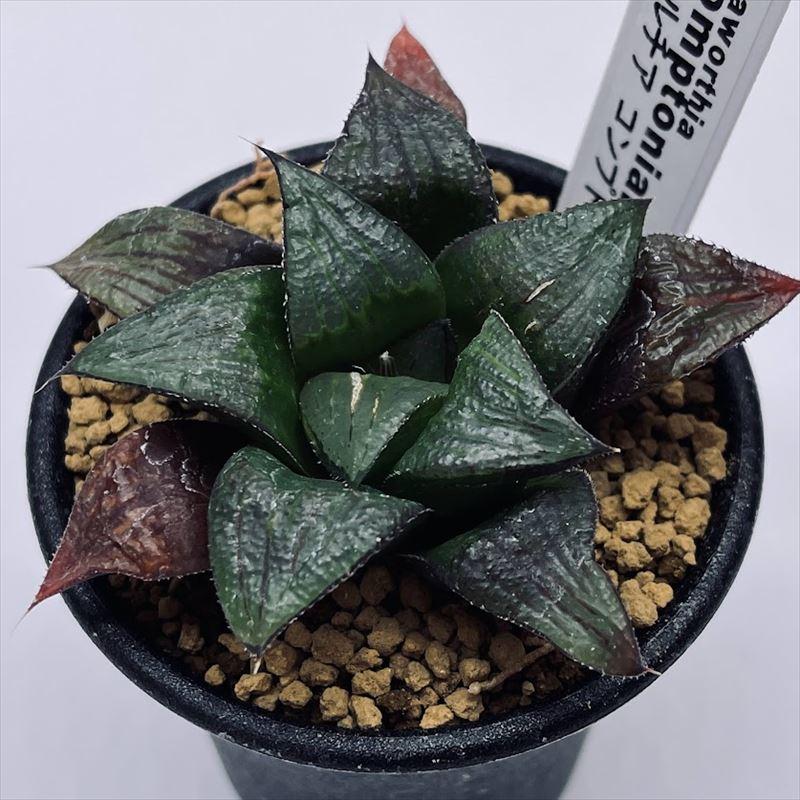 多肉植物：ハオルチア コンプトニアナ*S 幅7cm : 遊恵盆栽 Yahoo!店