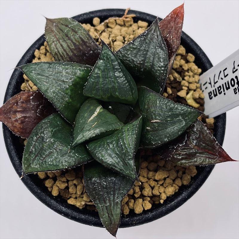 多肉植物：ハオルチア コンプトニアナ*S 幅7cm : 遊恵盆栽 Yahoo!店