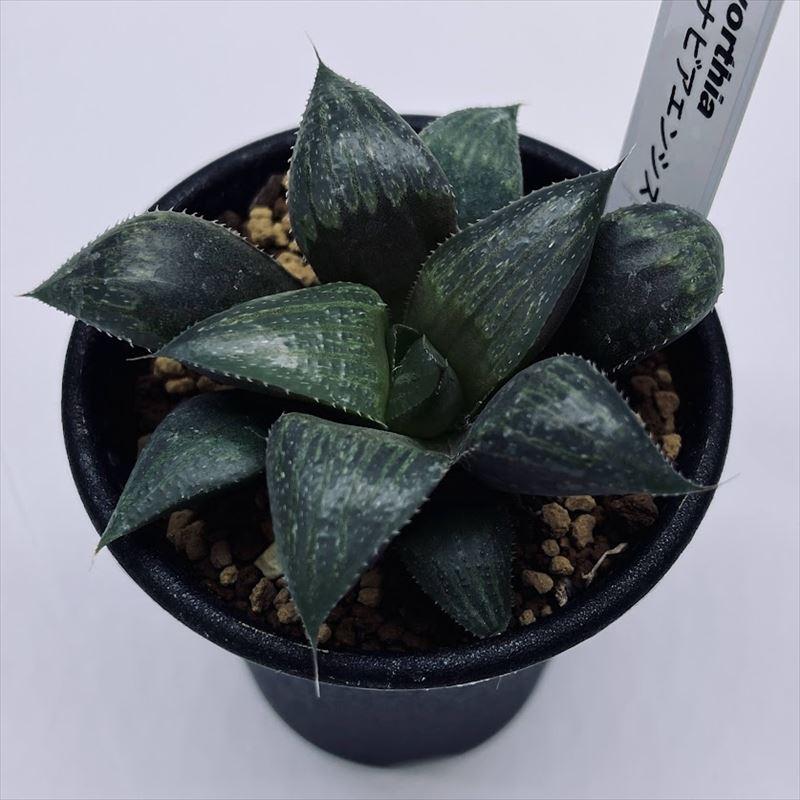 多肉植物：ハオルチア ナビアエンシス*S 幅7cm : 遊恵盆栽 Yahoo!店