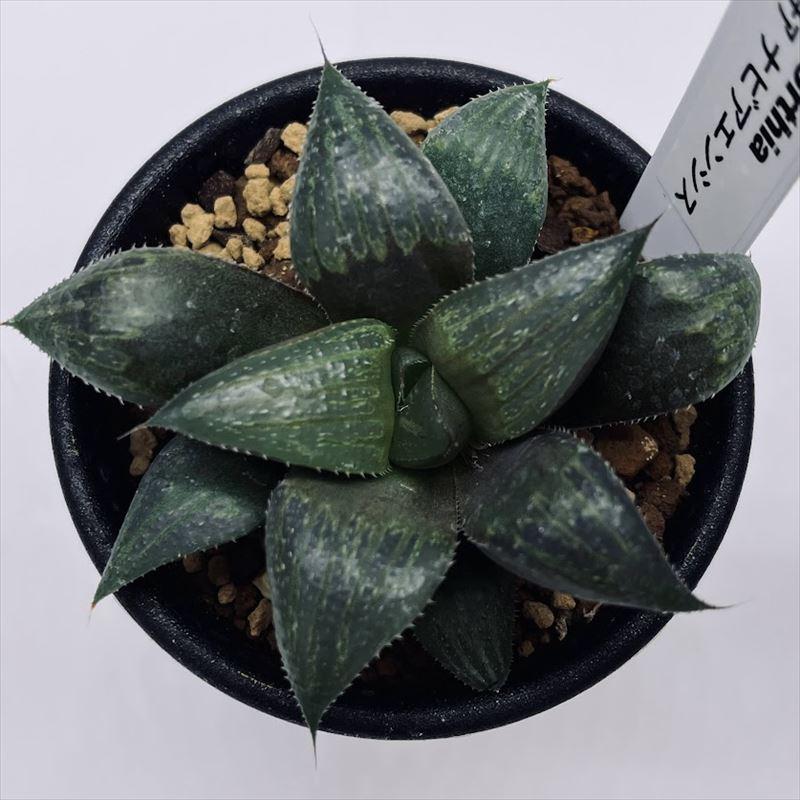 多肉植物：ハオルチア ナビアエンシス*S 幅7cm : 遊恵盆栽 Yahoo!店
