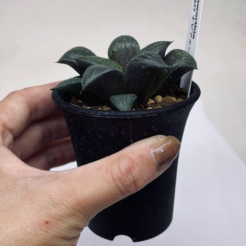 多肉植物：ハオルチア ナビアエンシス*S 幅7cm : 遊恵盆栽 Yahoo!店