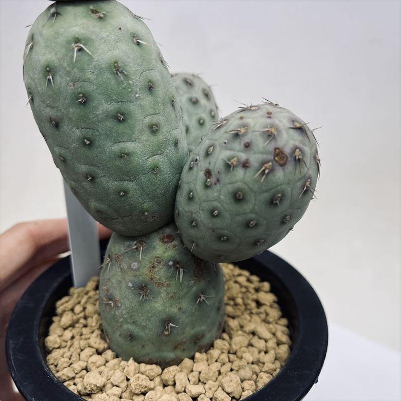 サボテン　テフロカクタス　ゲオメトリクス 楽天市場】観葉植物/[ザ・ファームセレクト]サボテン：テフロ