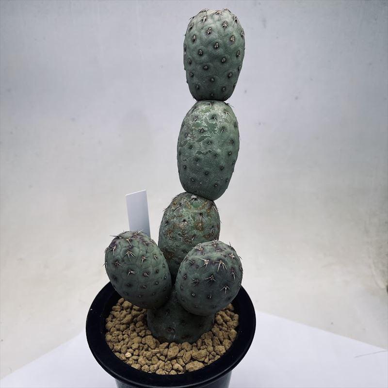 希少 テフロカクタス ゲオメトリクス 綴化 刺無し サボテン オプンチア 希少 テフロカクタス ゲオメトリクス 綴化 刺無し サボテン