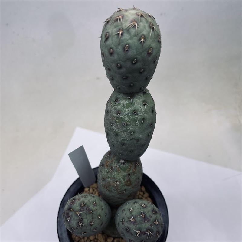 サボテン：テフロカクタス ゲオメトリクス 刺あり 自根*幅10cm 現品