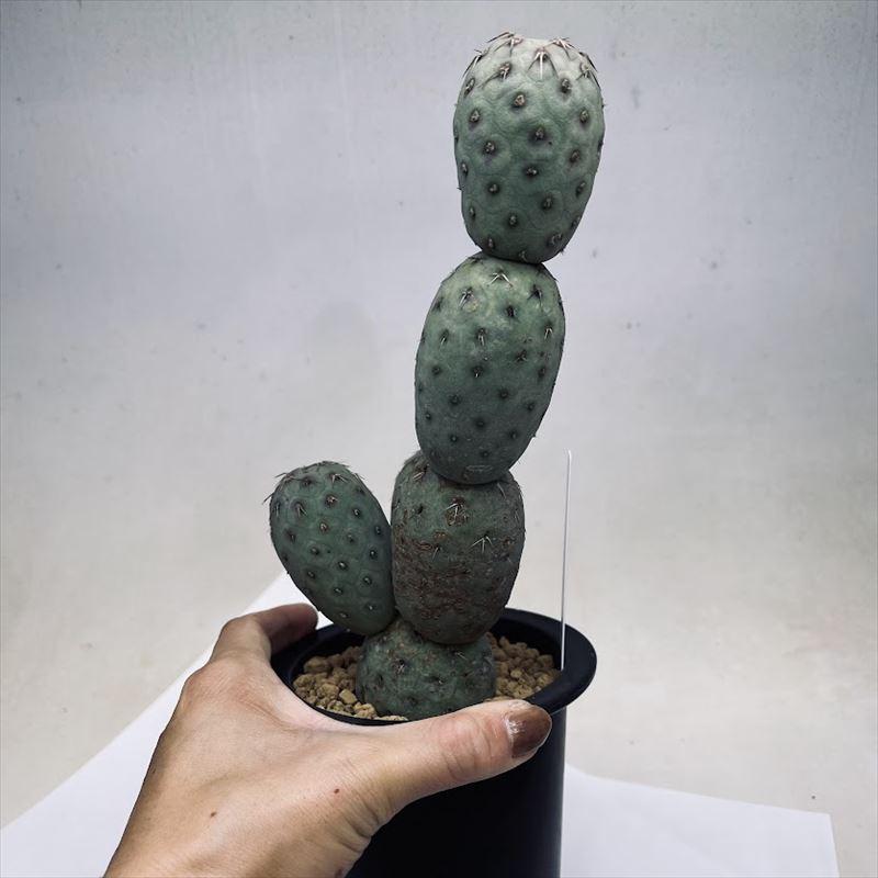 サボテン：テフロカクタス ゲオメトリクス 刺あり 自根*幅10cm