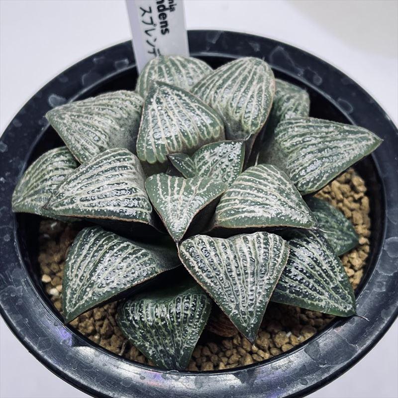 多肉植物　ハオルチア　スプレンデンス　ハイブリッド　 3本全部抜き苗 多肉植物：ハオルチア スプレンデンス*M 幅9cm : 遊恵盆栽 Yahoo!店