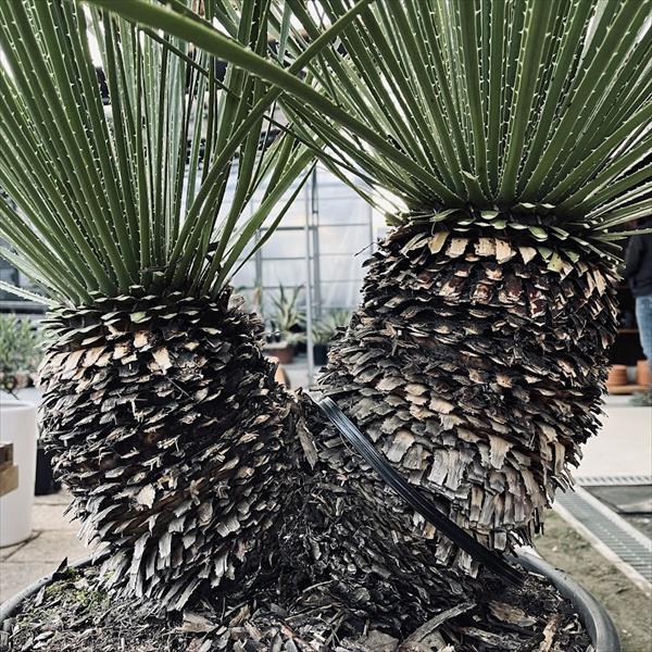 多肉植物：ダシリリオン セラティフォリウム 分頭*幅120cm 現品