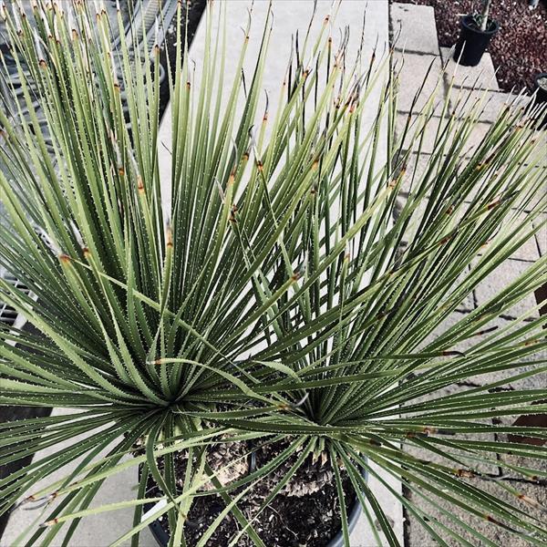 多肉植物：ダシリリオン セラティフォリウム 分頭*幅120cm 現品