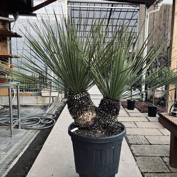 多肉植物：ダシリリオン セラティフォリウム 分頭*幅120cm 現品