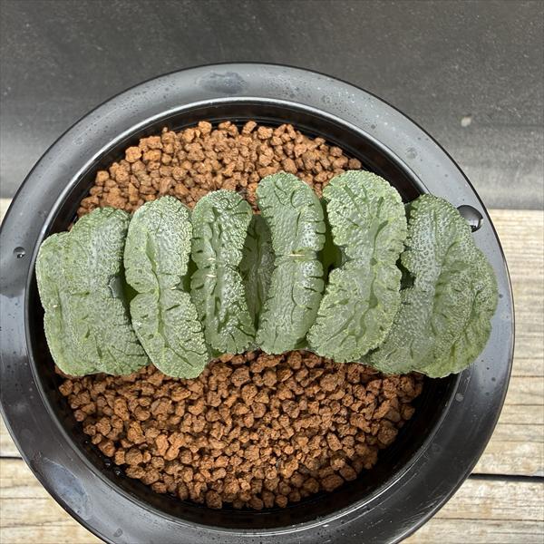 多肉植物：ハオルチア 玉扇 T51*幅9cm 現品！一品限り : 遊恵盆栽