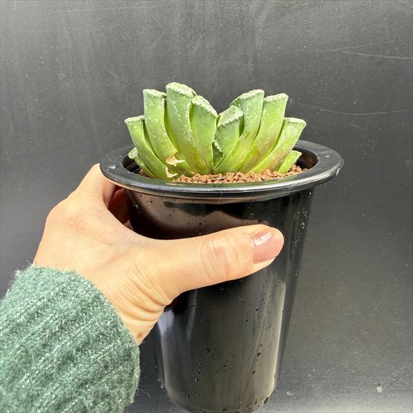 多肉植物：ハオルチア 玉扇 T51*幅9cm 現品！一品限り : 遊恵盆栽
