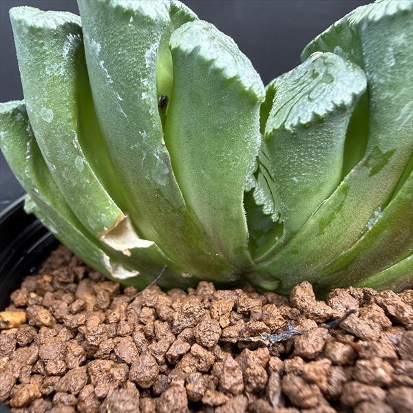 多肉植物：ハオルチア 玉扇 T51*幅9cm 現品！一品限り : 遊恵盆栽