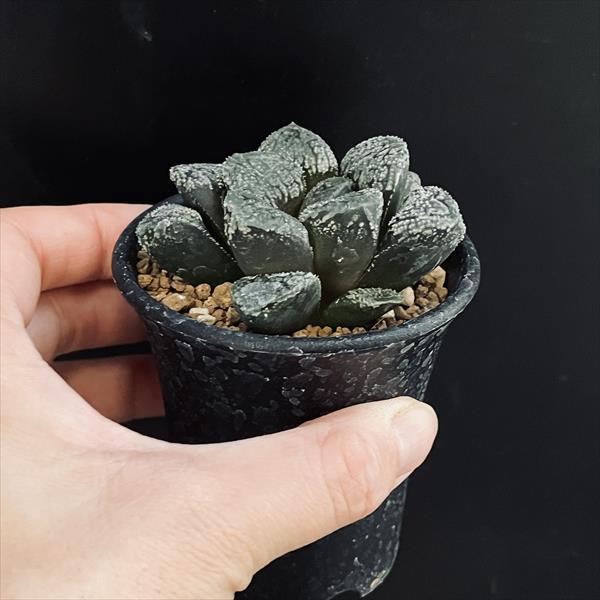 多肉植物：ハオルチア 指輪物語*幅6cm : 遊恵盆栽 Yahoo!店 - 通販