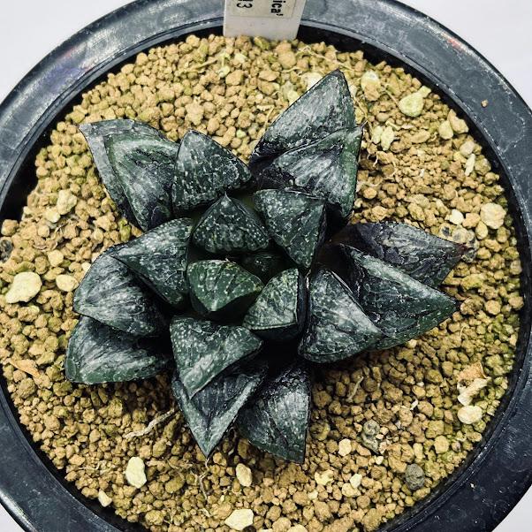 多肉植物：ハオルチア シルバームチカ×ホワイトウルフ ムチカウルフKN3