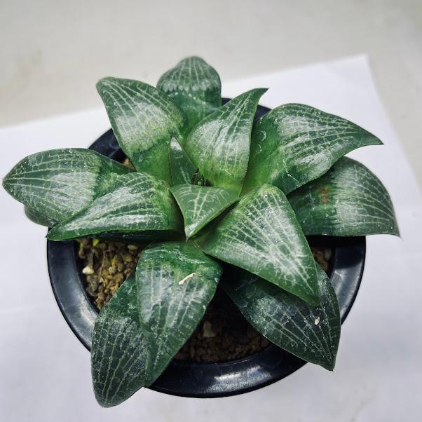 多肉植物：ハオルチア コンプトコレクタ*幅12cm 現品！一品限り