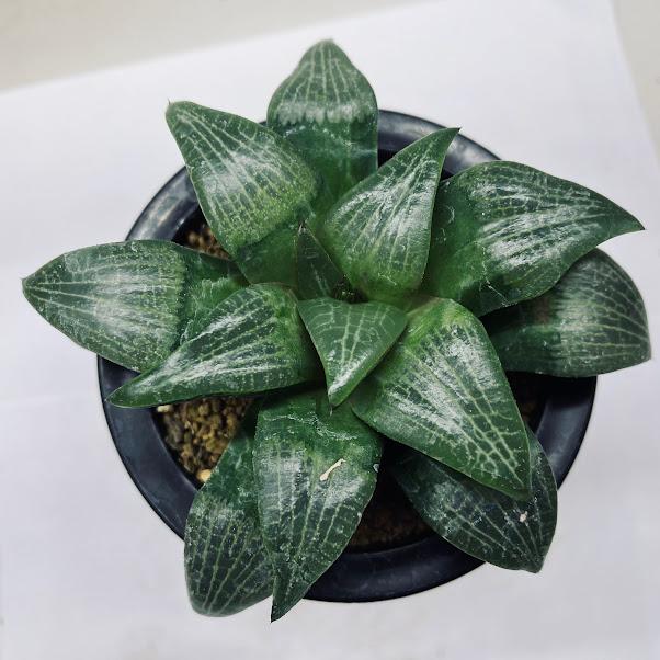 多肉植物：ハオルチア コンプトコレクタ*幅12cm 現品！一品限り
