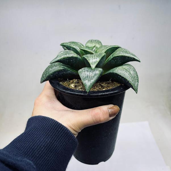 多肉植物：ハオルチア コンプトコレクタ*幅12cm 現品！一品限り