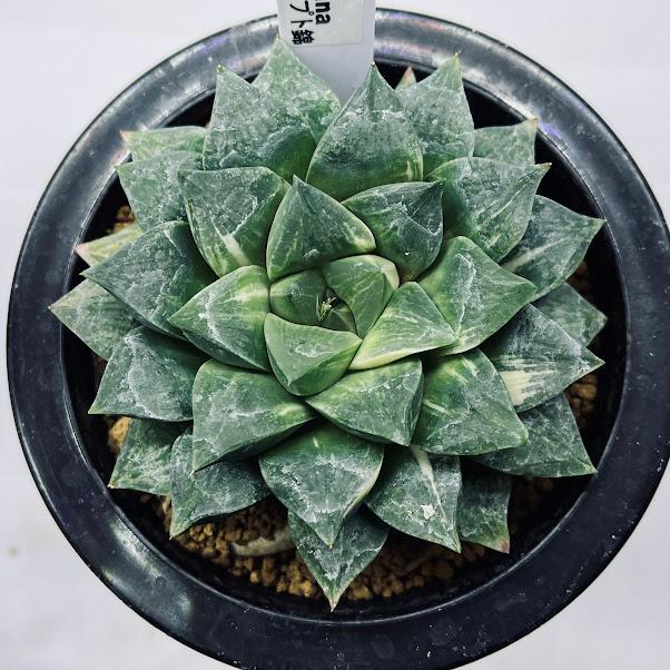 多肉植物 ハオルチア  セール 1株500円 送料200円 組み合わせ自由 4 多肉植物：ハオルチア コンプト錦*幅9.5cm 現品！一品限り