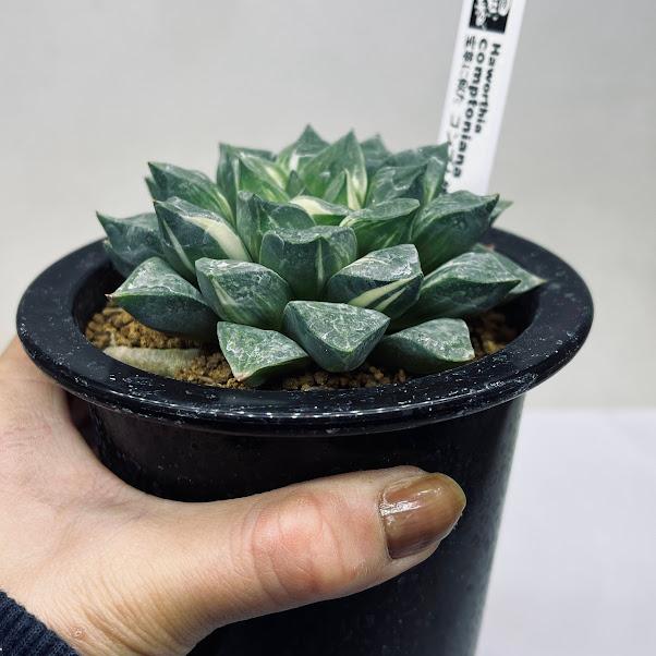 多肉植物：ハオルチア コンプト錦*幅9.5cm 現品！一品限り