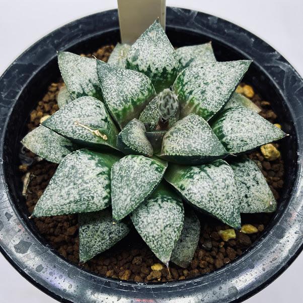 多肉植物：ハオルチア ピクタ*幅8cm 現品！一品限り ※葉に傷あり