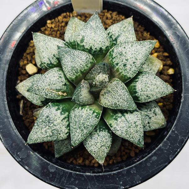 多肉植物：ハオルチア ピクタ*幅8cm 現品！一品限り ※葉に傷あり