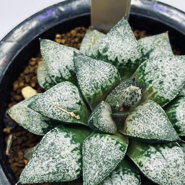 多肉植物：ハオルチア ピクタ*幅8cm 現品！一品限り ※葉に傷あり