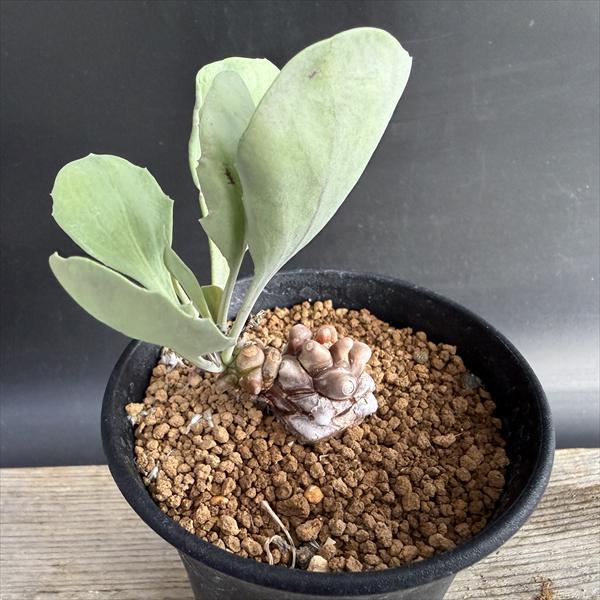 コーデックス：オトンナ ヘレー×アルミアナ 実生*S 幹幅2.5cm : 遊恵