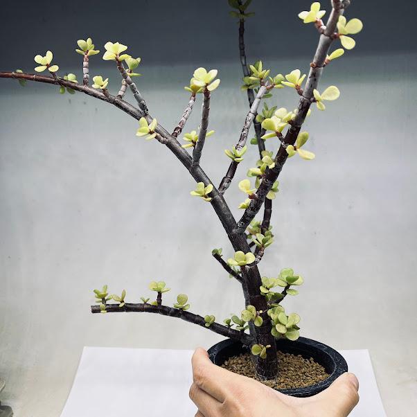 多肉植物：ポーチュラカリア 銀杏木（いちょうぼく）*幅31cm 現品