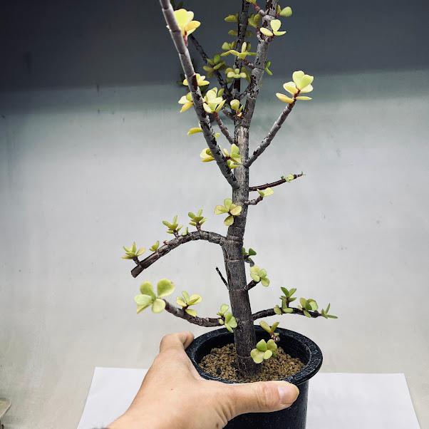 多肉植物：ポーチュラカリア 銀杏木（いちょうぼく）*幅34cm 現品