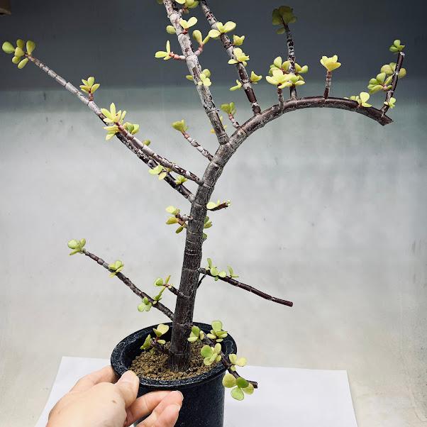 ポーチュラカリア 銀杏木 3年生 小型ハート型多肉植物 六角形鉢 盆栽風 多肉植物：ポーチュラカリア 銀杏木（いちょうぼく）*幅34cm 現品