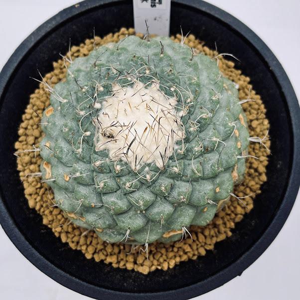 【美形株】白刺菊水 ストロンボカクタス 太平丸 菊水 帝冠 黒王丸 Strombocactus discifromis ストロンボカクタス 菊水 白刺