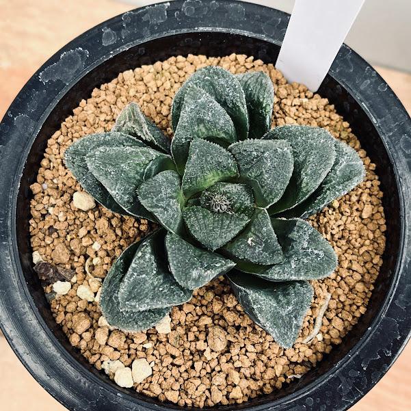 多肉植物：ハオルチア ピグマエアhyb.*幅8cm 現品！一品限り : 遊恵