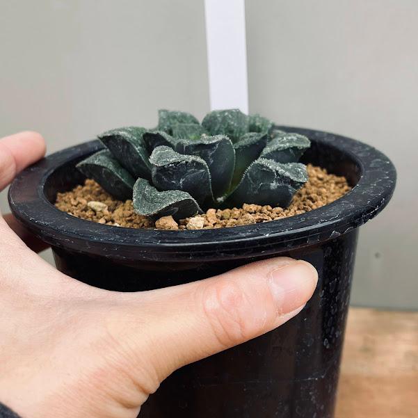 多肉植物：ハオルチア ピグマエアhyb.*幅8cm 現品！一品限り : 遊恵