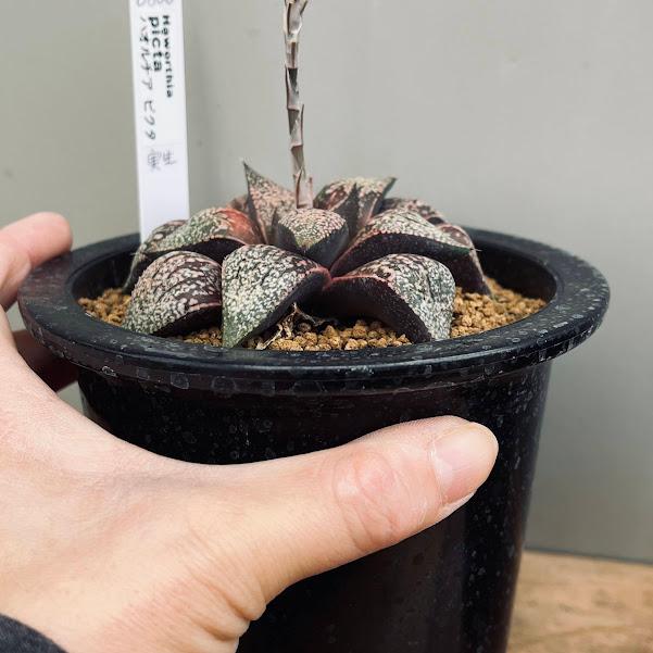 多肉植物：ハオルチア ピクタ 実生*幅8cm 現品！一品限り
