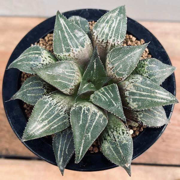 多肉植物：ハオルチア 白青城*幅11cm 現品！一品限り : 遊恵盆栽
