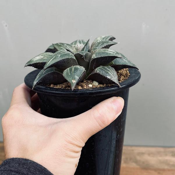 多肉植物：ハオルチア 白青城*幅11cm 現品！一品限り : 遊恵盆栽