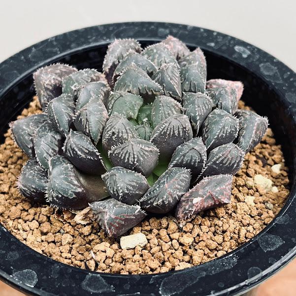 多肉植物：ハオルチア オブツーサhyb.*幅7cm 現品！一品限り : 遊恵