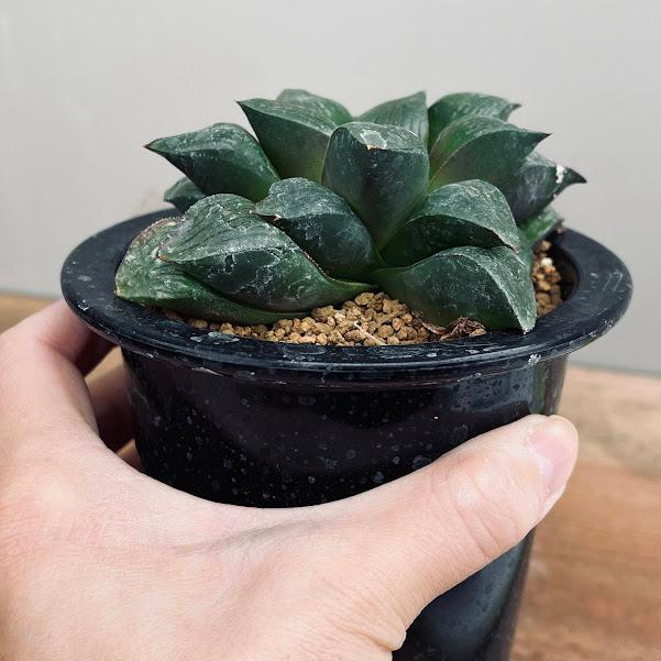 多肉植物：ハオルチア マトリクス*M 幅9cm : 遊恵盆栽 Yahoo!店